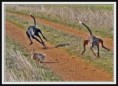 /album/fotogaleria/perros-de-balta-jpg/